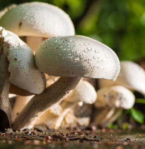 蘑菇吃瓜网黑料国产51,国产51黑料事件深度剖析